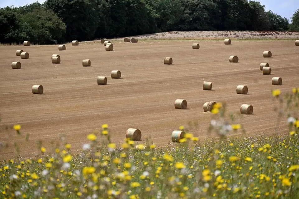 Champ fauché parsemé de balles rondes de foin, avec des fleurs jaunes d'épervière au premier plan