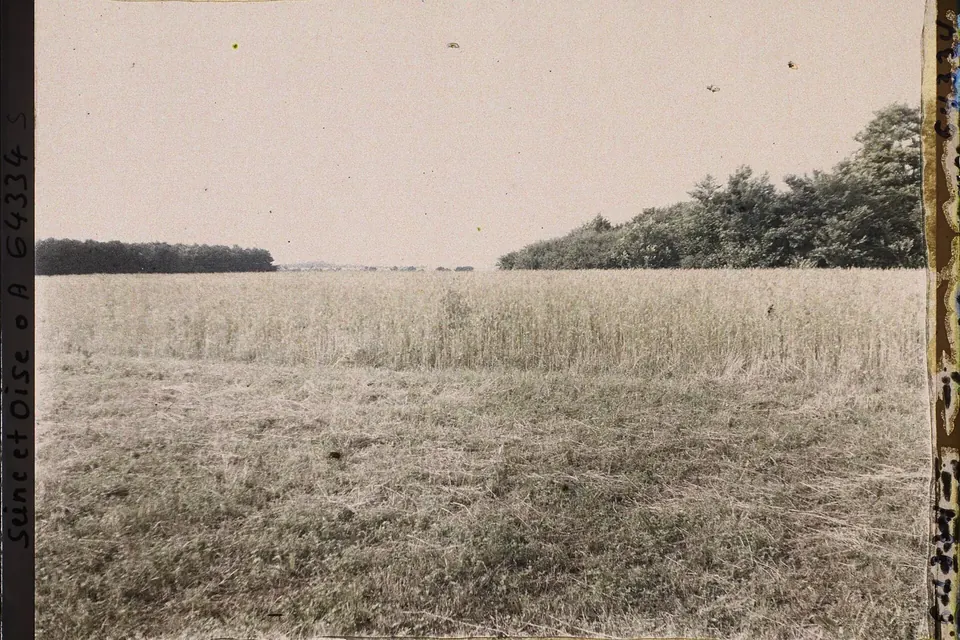 Champ de blé mûr au premier plan, bordé d'une lisière de bois sous un ciel clair