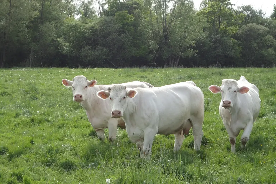 Trois vaches charolaises blanches dans une prairie verte devant une rangée d'arbres