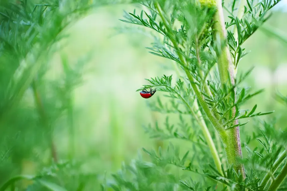 Coccinelle à sept points rouge posée sur une tige fine au milieu d'un feuillage vert très découpé