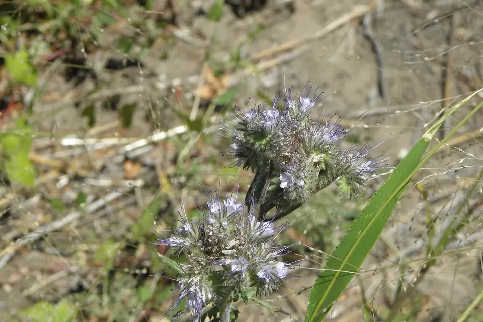 Fleurs violettes de phacélie au milieu d'un couvert végétal mêlé de graminées sur un sol sec