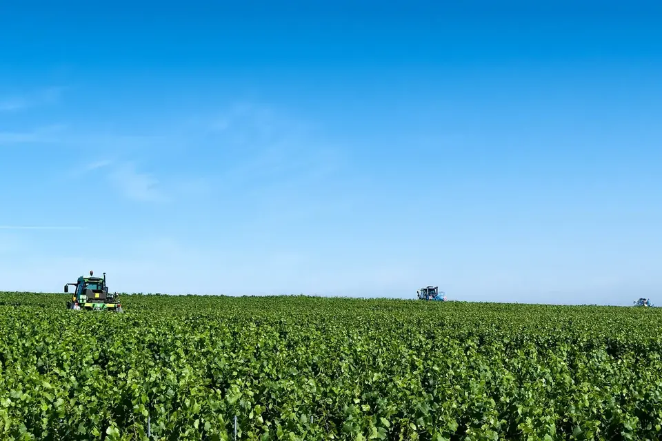 Parcelle verdoyante sous un ciel bleu, avec au loin des machines d'entretien de l'herbe entre les rangs