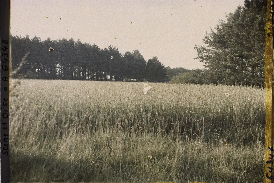 Champ de blé sous un ciel pâle à Vallangoujard, bordé d'une haie et d'arbres, en couleurs anciennes d'autochrome