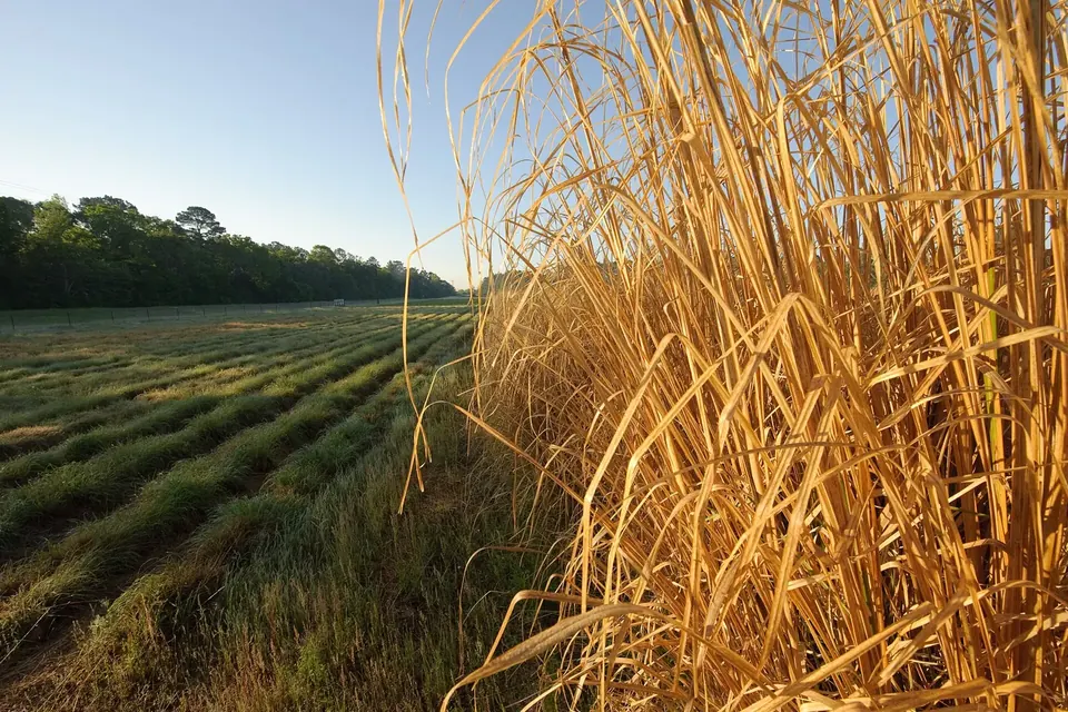 Parcelles d'essai de graminées alignées dans un champ, avec de hautes tiges sèches au premier plan