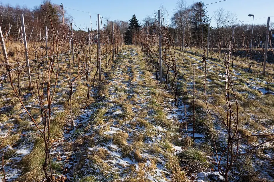 Rangs de vignes taillées en hiver sur un sol enherbé, avec des piquets alignés et des arbres nus à l'arrière-plan